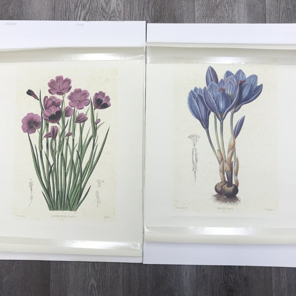 Antique Barclay sc. Botanical Prints 2 Hand Colored  Purple Flowers 22X15